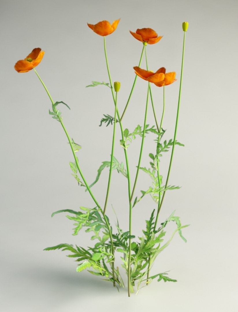 3d poppy flowers https://p.turbosquid.com/ts-thumb/vd/tY8s1a/nEMHUbyJ/papaver_dubium_3_0000/jpg/1417699484/1920x1080/fit_q87/bdcdc1c984517445b902c1f1a3eee1e8e9dd4d19/papaver_dubium_3_0000.jpg