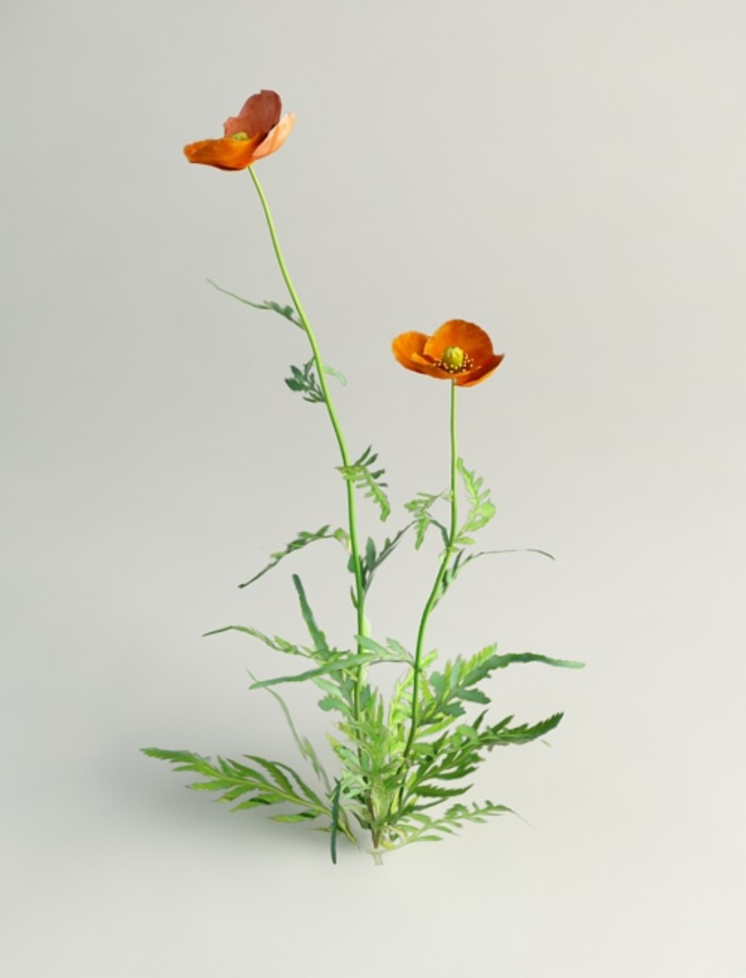 3d poppy flowers https://p.turbosquid.com/ts-thumb/vd/tY8s1a/v0Mde58o/papaver_dubium_0001/jpg/1417699484/1920x1080/fit_q87/20075eab93a6c39badbdcc486ff5d22158cb6388/papaver_dubium_0001.jpg