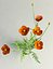 Field Poppy Papaver dubium