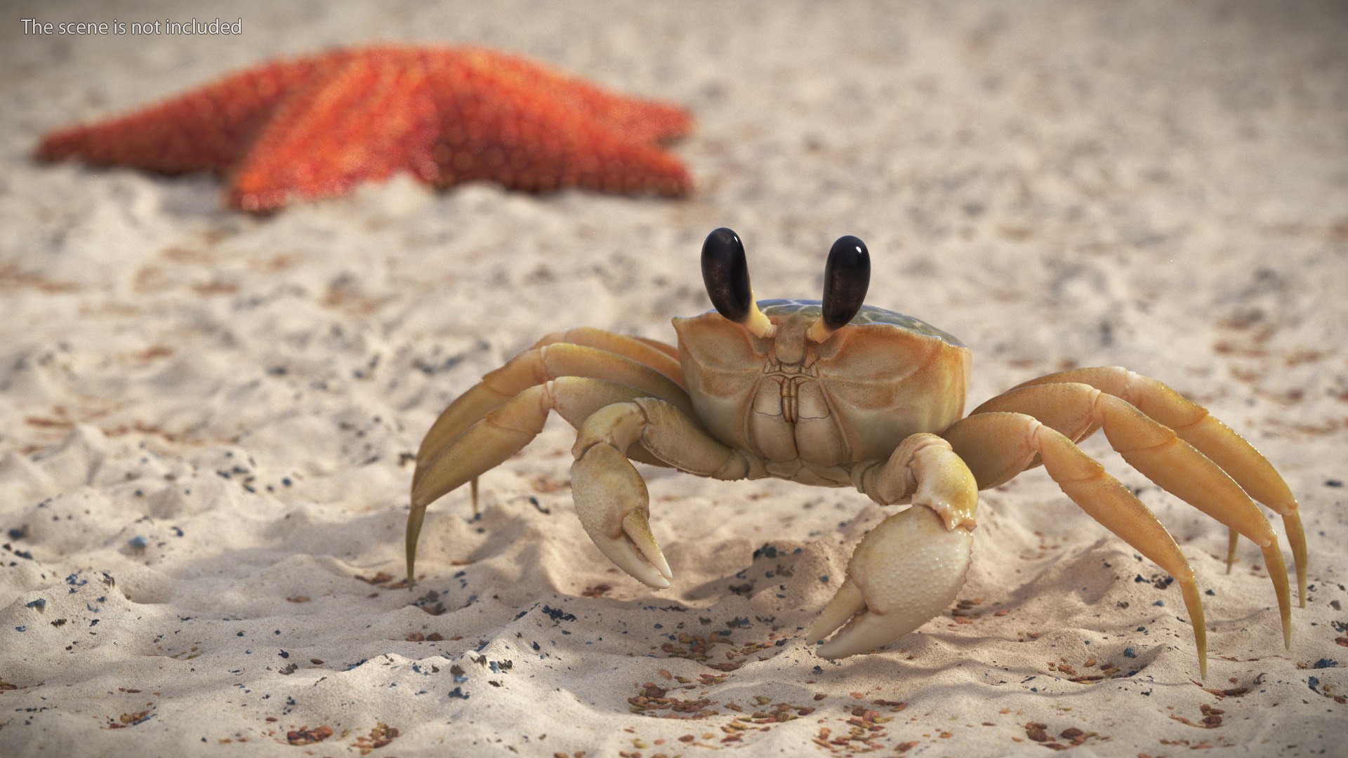 3D Atlantic Beach Crab Rigged model https://p.turbosquid.com/ts-thumb/vd/tjSsu6/Do/atlantic_beach_crab_rigged_002/jpg/1750121485/1920x1080/fit_q87/77046a6b7c162d8b82c7b779d2e0d86759889e7f/atlantic_beach_crab_rigged_002.jpg