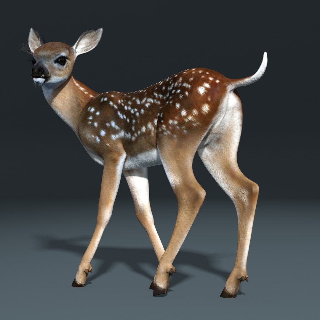 3d fawn baby deer rigged model https://p.turbosquid.com/ts-thumb/vd/yXAyHz/hbSLO1RE/fawn_model_20/jpg/1425270343/1920x1080/fit_q87/95ac42aea300ed7eeca6e2b132001a06c31f1179/fawn_model_20.jpg