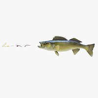 Walleye