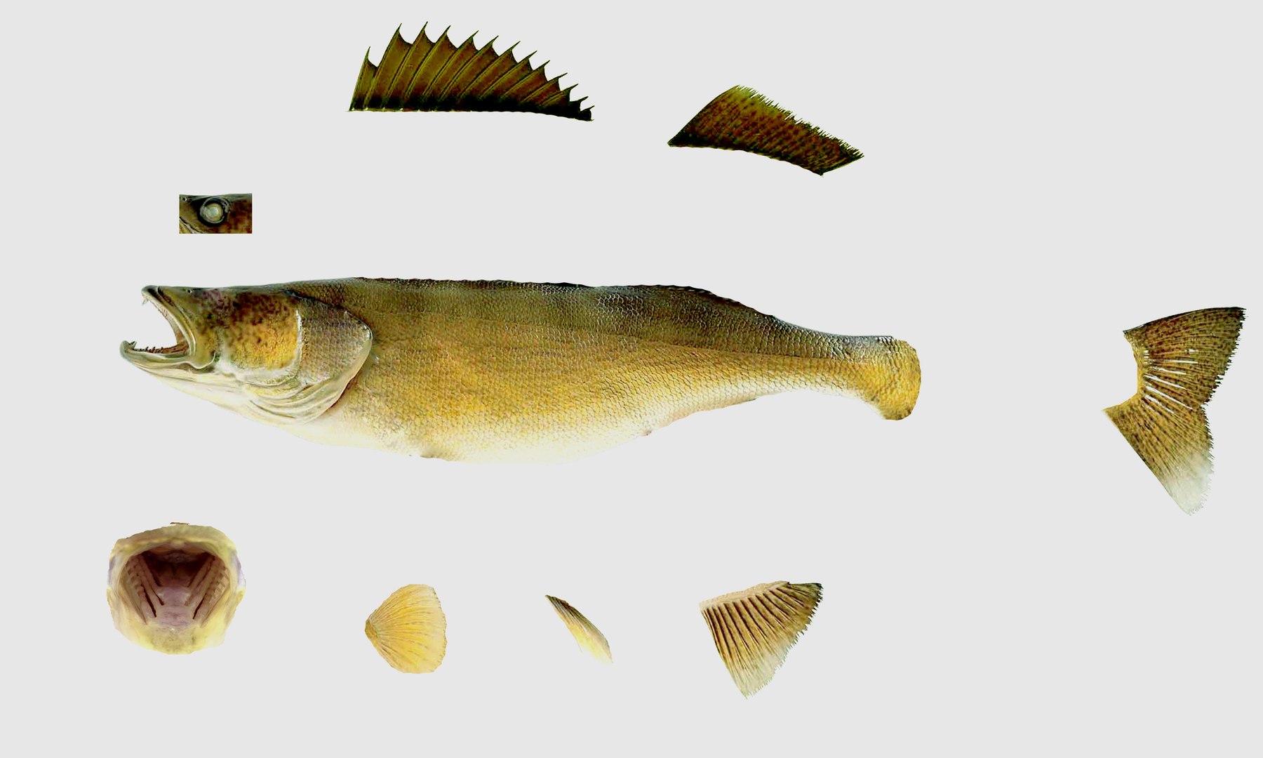 3D walleye animation lure https://p.turbosquid.com/ts-thumb/ve/BBLZ6P/5JUJRy4T/walleye_texture/jpg/1582676303/1920x1080/fit_q87/0260fd6d295ed7c91065764f75ab5897a78e7101/walleye_texture.jpg
