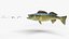 Walleye