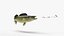 Walleye