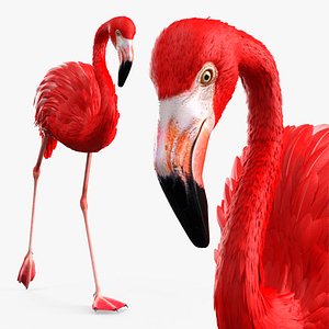 Red Flamingo Tropical Walking Pose