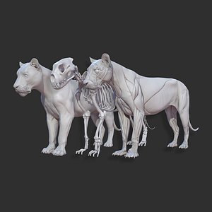 animal lion anatomy skin 3D