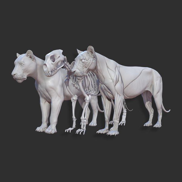 Animal lion anatomy skin 3D - TurboSquid 1522412