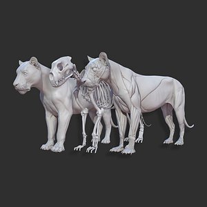 Animal - Lion Anatomy Skin Ecorche