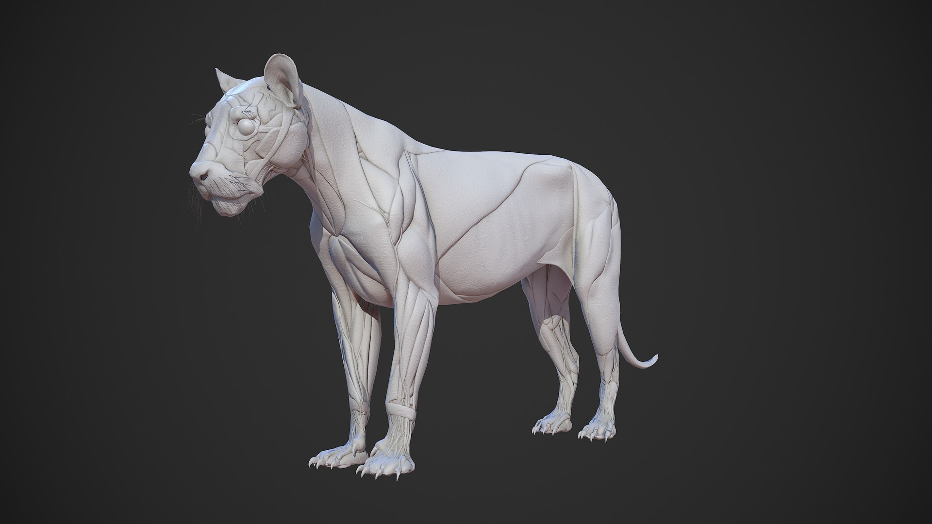 Animal lion anatomy skin 3D TurboSquid 1522412