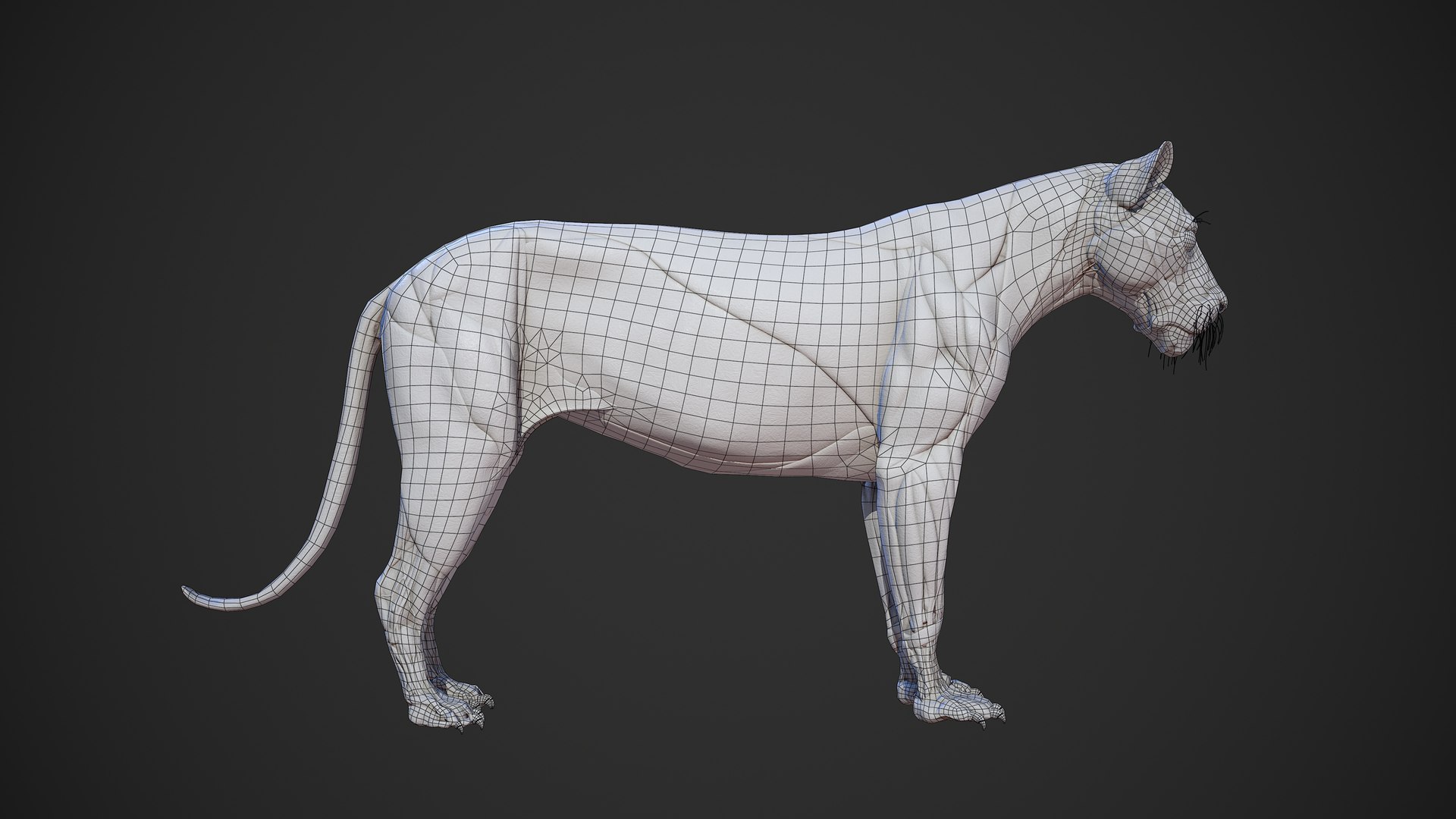 Animal lion anatomy skin 3D TurboSquid 1522412