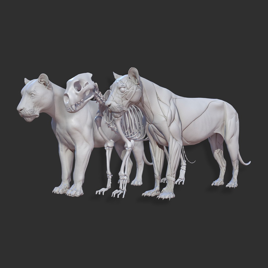 Animal lion anatomy skin 3D TurboSquid 1522412