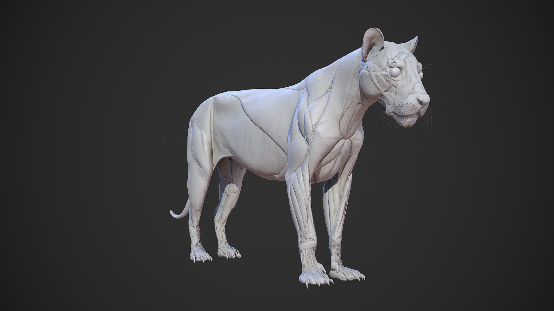 Animal lion anatomy skin 3D TurboSquid 1522412