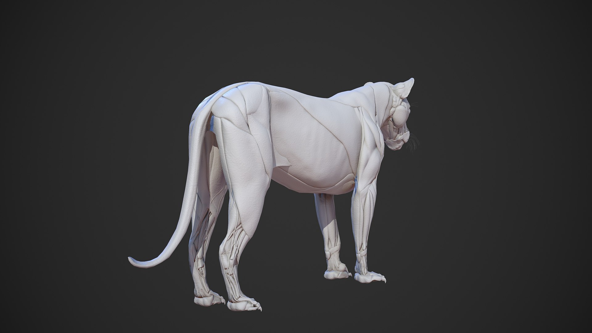 Animal lion anatomy skin 3D TurboSquid 1522412