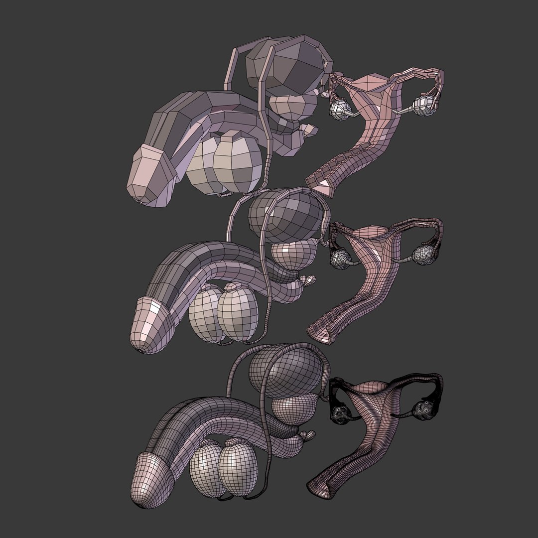 reproductive 3ds https://p.turbosquid.com/ts-thumb/ve/Vjti7T/0YVsujS1/i29/png/1469705007/1920x1080/fit_q87/c03c96894fd7f0ae9fc97246ff45b60bad49a575/i29.jpg