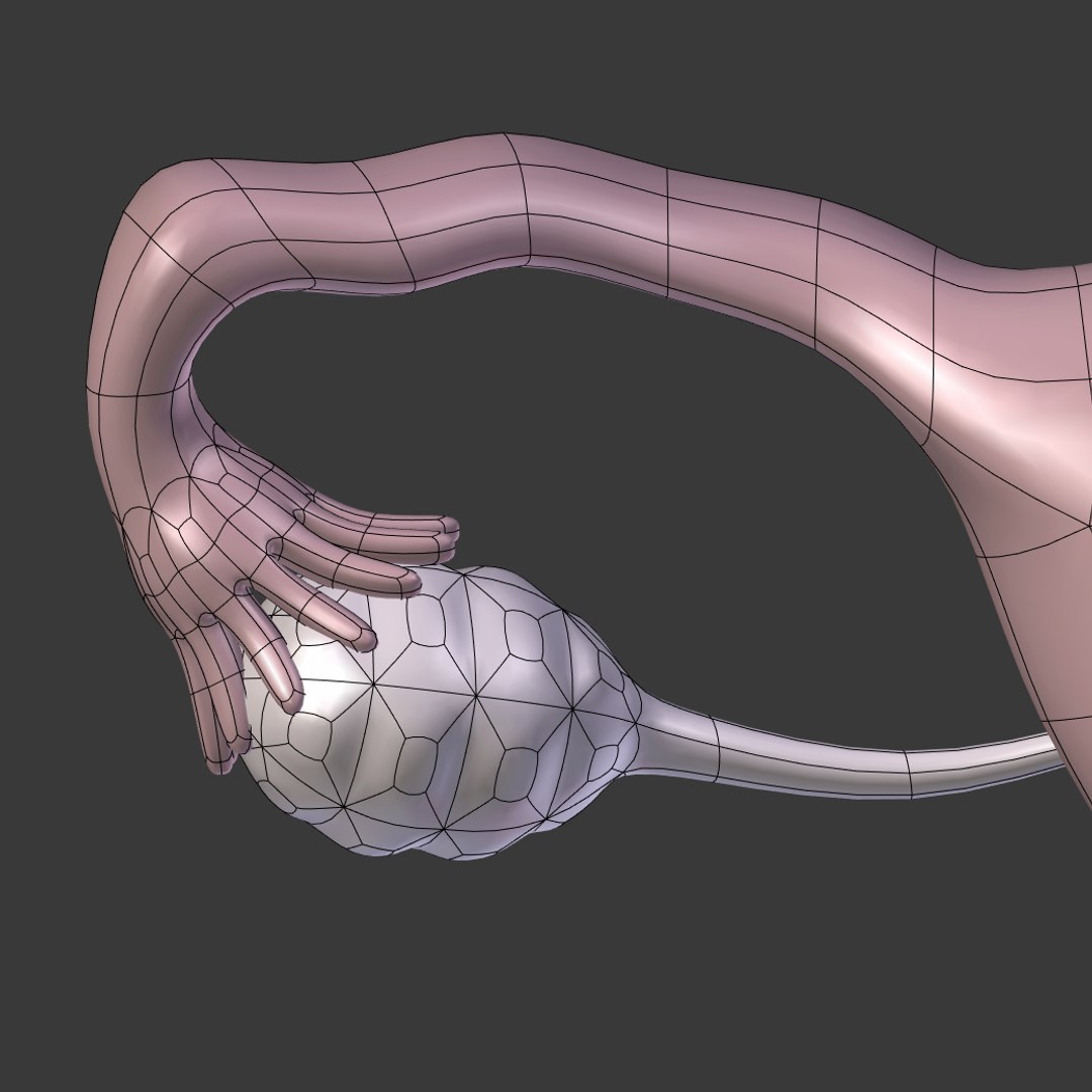 reproductive 3ds https://p.turbosquid.com/ts-thumb/ve/Vjti7T/Af6mfKfy/i27/png/1469704812/1920x1080/fit_q87/ef7d55dad84c44b628f15b858338cab9b4117eee/i27.jpg