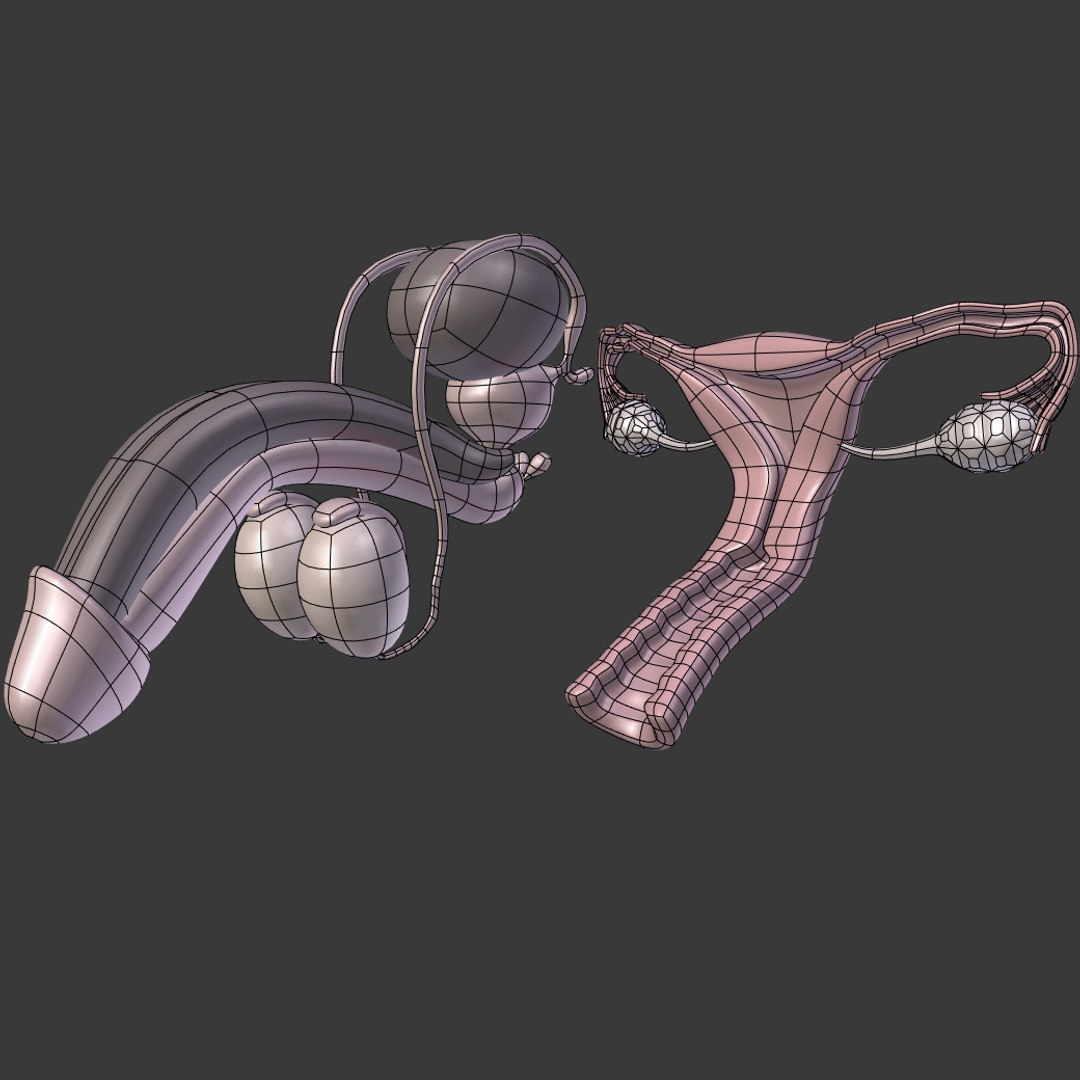 reproductive 3ds https://p.turbosquid.com/ts-thumb/ve/Vjti7T/BZjG9sZ0/i3/png/1469704583/1920x1080/fit_q87/f71256af9938dc8d5494e5730112afeaaa1c0d9d/i3.jpg