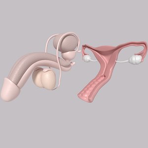 Reproductive System