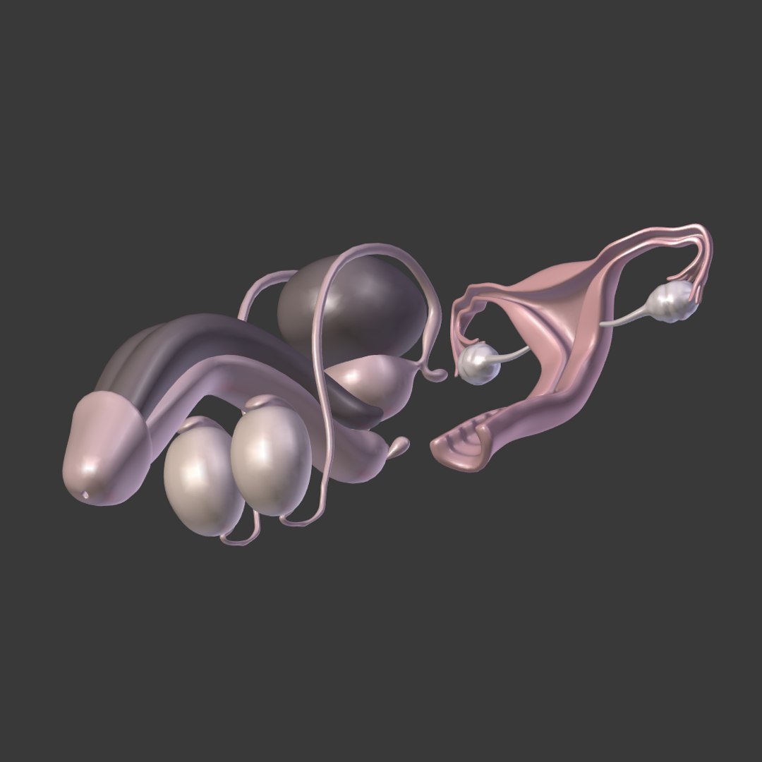reproductive 3ds https://p.turbosquid.com/ts-thumb/ve/Vjti7T/Z5PwjTIf/i11/png/1469704702/1920x1080/fit_q87/bd73c4023ef263cb9ef2620c3be7b70a59c7cd8d/i11.jpg