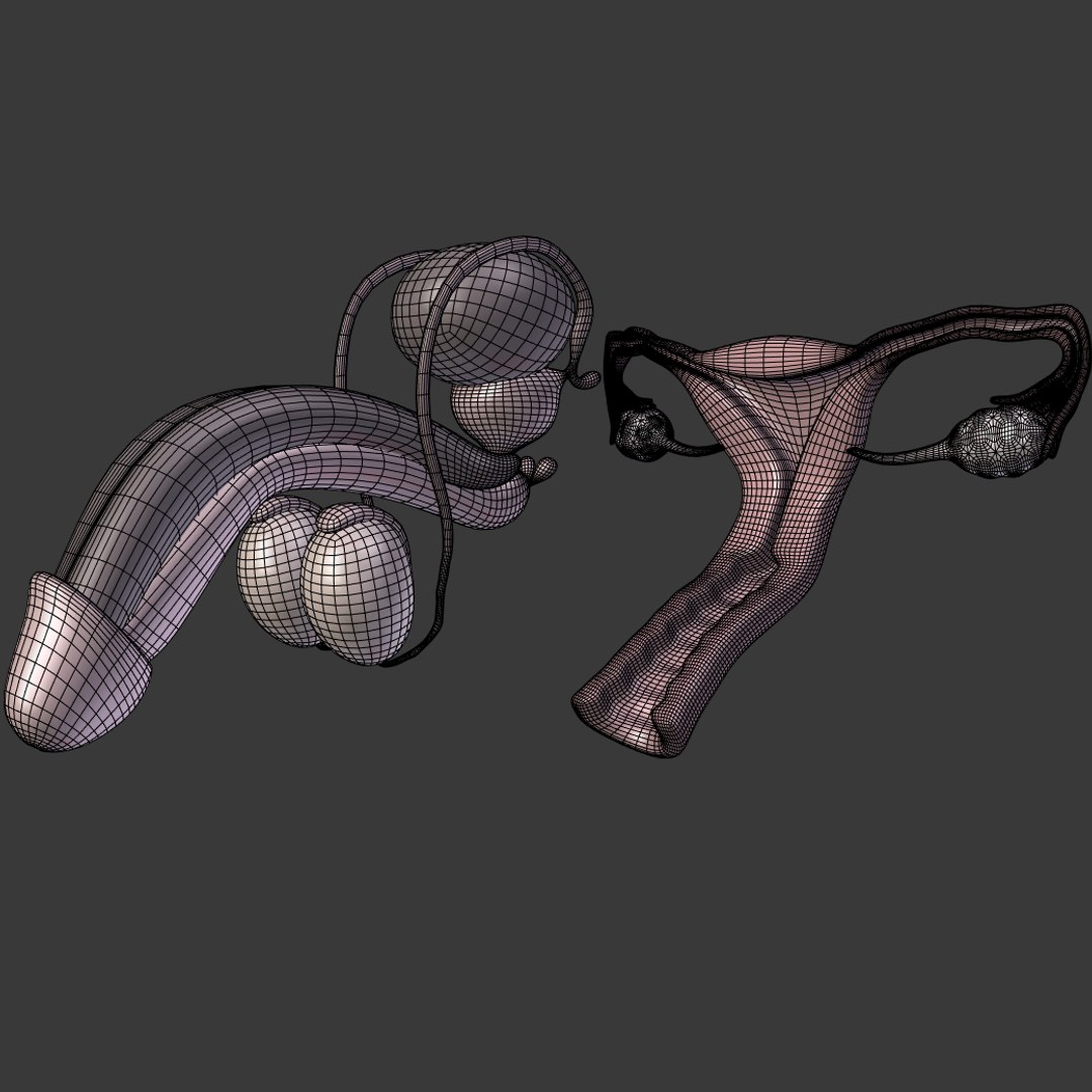 reproductive 3ds https://p.turbosquid.com/ts-thumb/ve/Vjti7T/dJUtzRC4/i6/png/1469704583/1920x1080/fit_q87/87356e9be043b9690c3dfd5e0507410c8723c4a7/i6.jpg