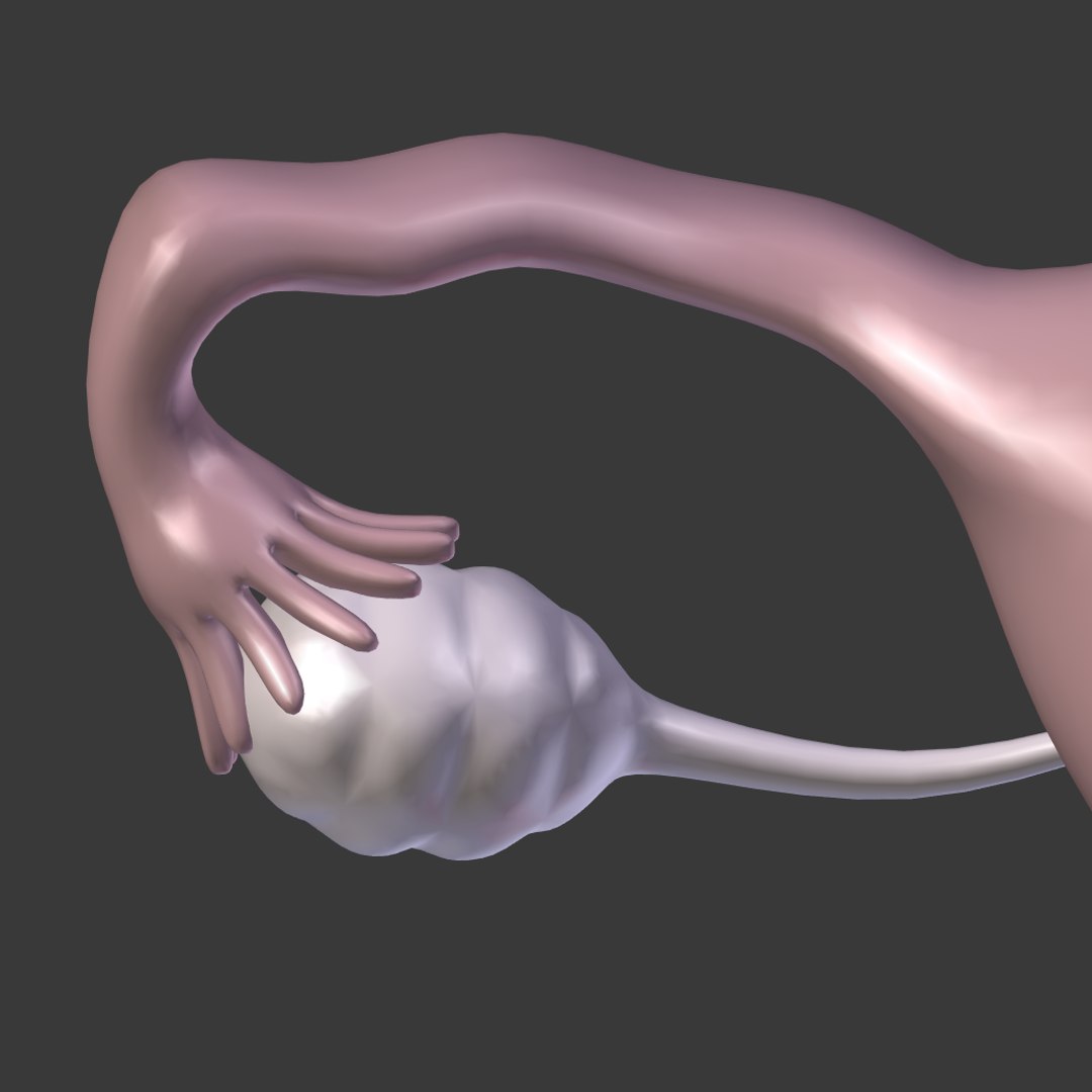 reproductive 3ds https://p.turbosquid.com/ts-thumb/ve/Vjti7T/eeM3TWO2/i26/png/1469704812/1920x1080/fit_q87/e482a0dde2ddf0635d9fa583bd7404ee5f670f6a/i26.jpg