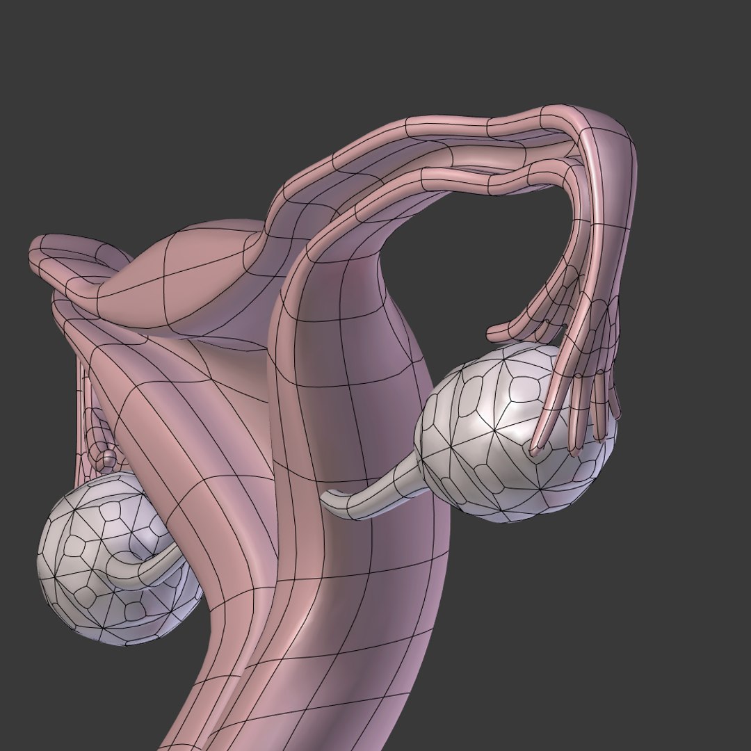 reproductive 3ds https://p.turbosquid.com/ts-thumb/ve/Vjti7T/fnjl1MCa/i25/png/1469704812/1920x1080/fit_q87/81305f62965c44df24a5e42e5e3a27ea6c23df9d/i25.jpg