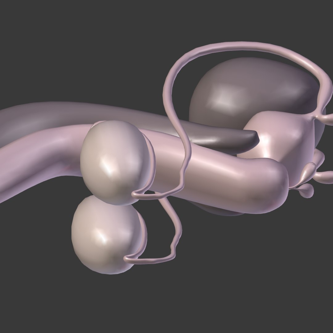 reproductive 3ds https://p.turbosquid.com/ts-thumb/ve/Vjti7T/q2hUl1vl/i17/png/1469704703/1920x1080/fit_q87/64db0d1a3af81b7a8a477cc5250c329c2ff64376/i17.jpg