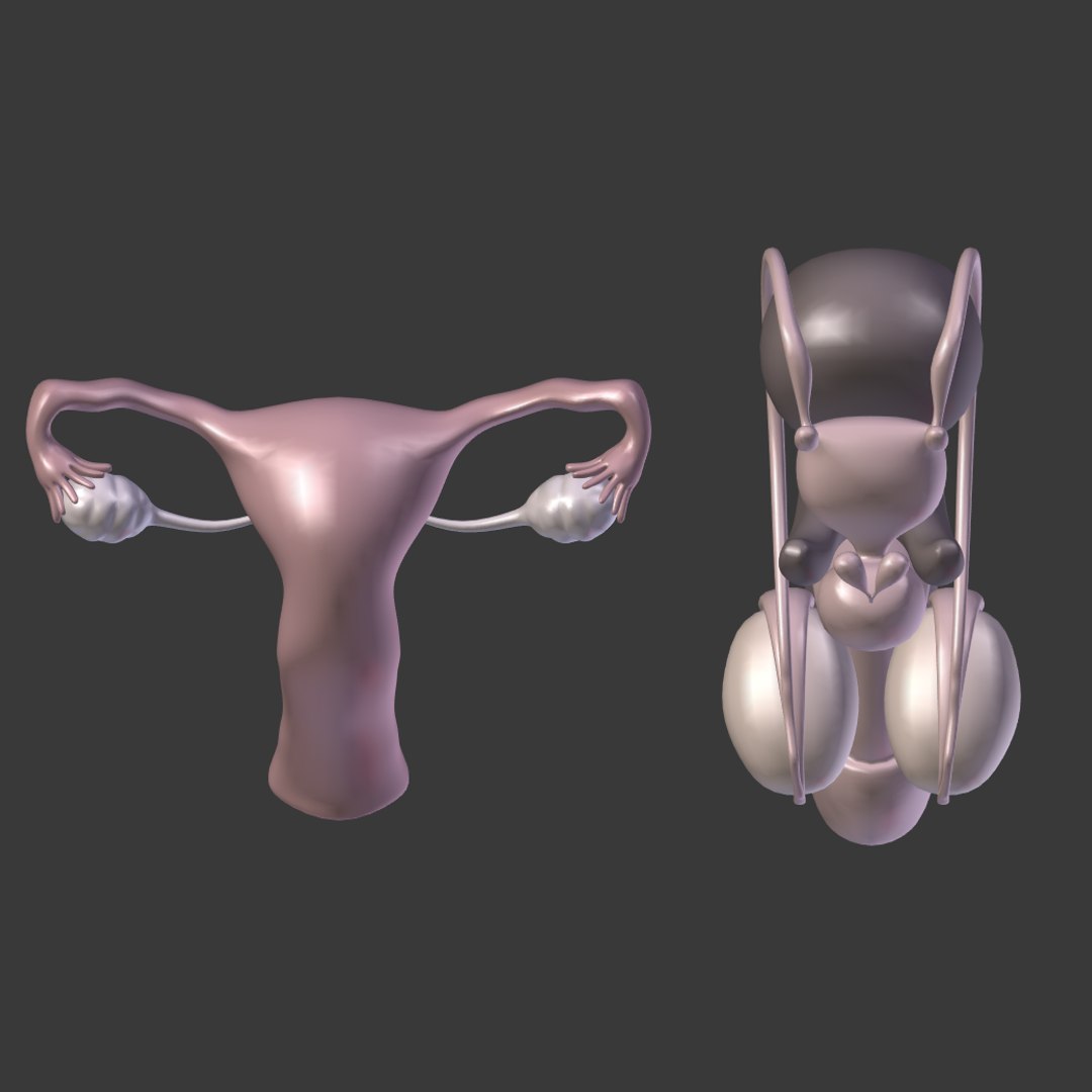 reproductive 3ds https://p.turbosquid.com/ts-thumb/ve/Vjti7T/ra872IXM/i9/png/1469704583/1920x1080/fit_q87/955ca50b26e571ba9d2296c1eb4af1a5710815d5/i9.jpg