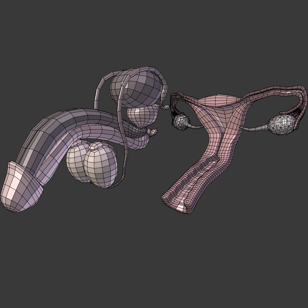 reproductive 3ds https://p.turbosquid.com/ts-thumb/ve/Vjti7T/uaMwjlHu/i5/png/1469704583/1920x1080/fit_q87/fb1df6b8b24260838bfff18ca641f87ff306b3ff/i5.jpg