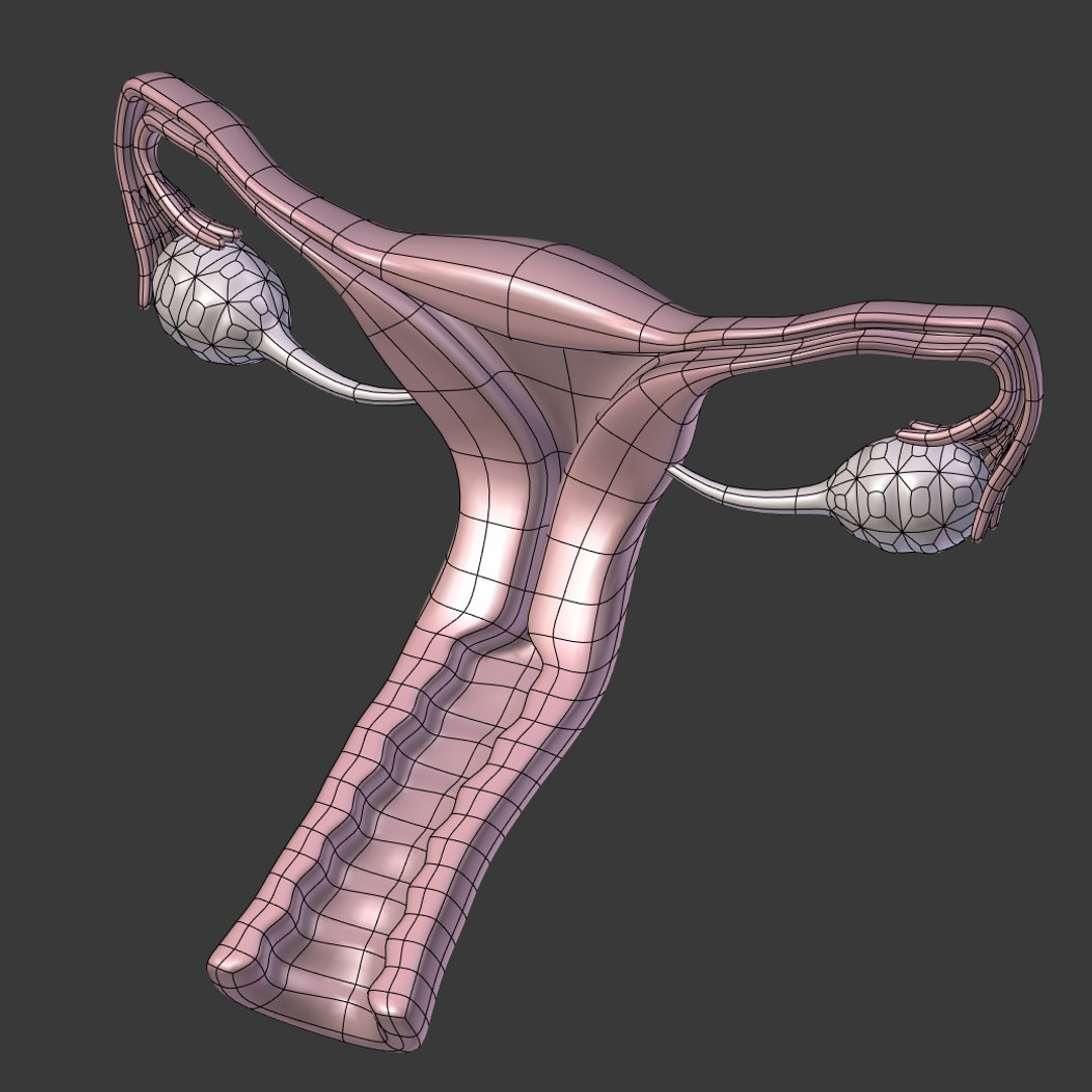 reproductive 3ds https://p.turbosquid.com/ts-thumb/ve/Vjti7T/zrcmgJhj/i23/png/1469704812/1920x1080/fit_q87/43e15e087c2cd84a97a4f0b8c4cab5d370179c9e/i23.jpg