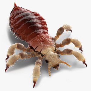 3D Phthiraptera with Blood Hiding Pose