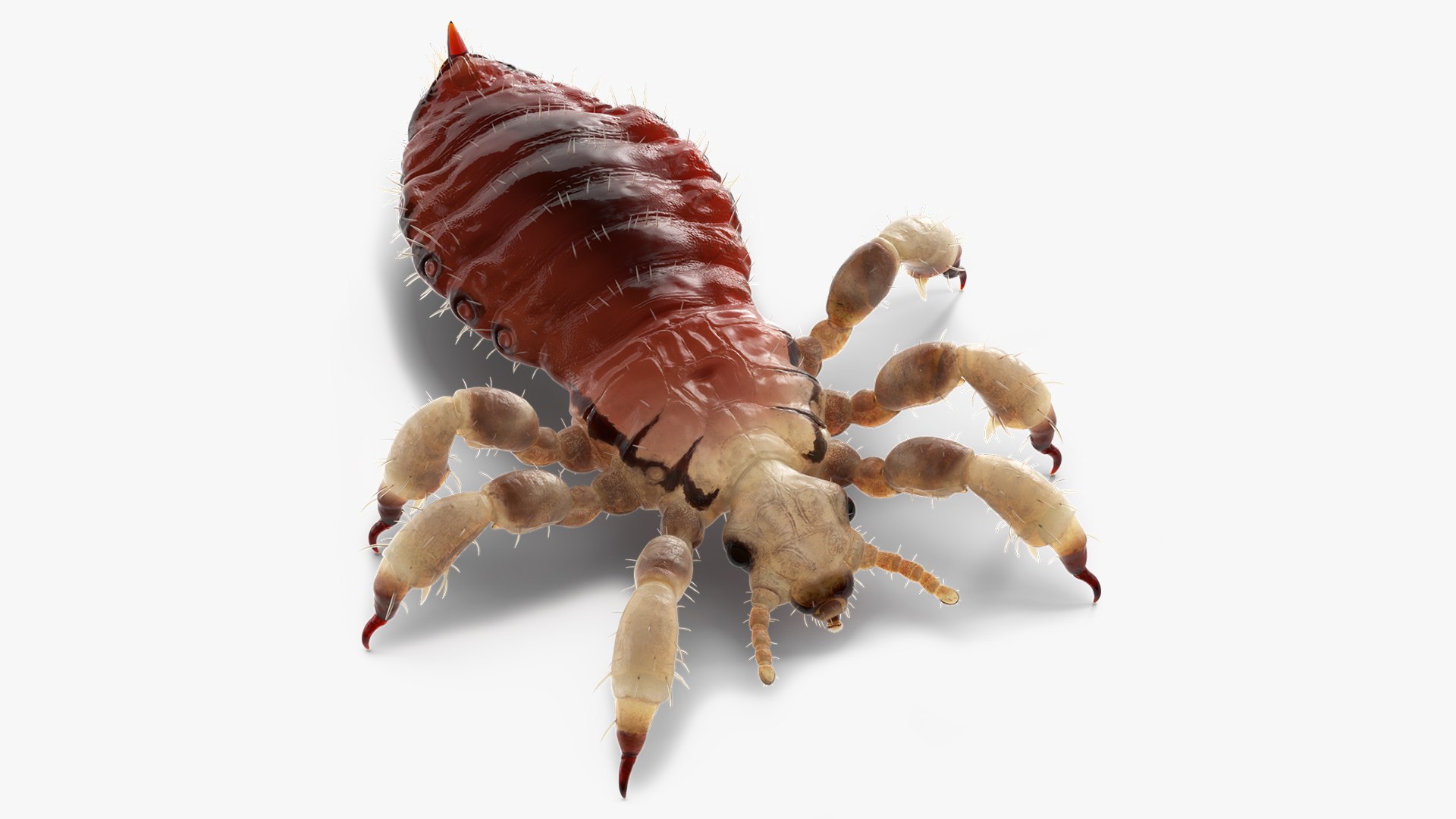 3D Phthiraptera with Blood Hiding Pose https://p.turbosquid.com/ts-thumb/ve/bkMa4O/eh/phthirapterawithbloodhidingposesssmb3dmodel005/jpg/1727048313/1920x1080/fit_q87/93a92742622ad4d36328dcf3a1a3c9f792d8ff01/phthirapterawithbloodhidingposesssmb3dmodel005.jpg