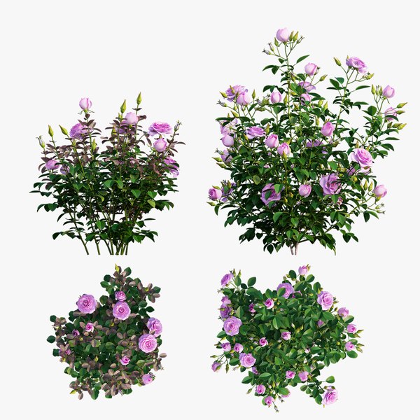 modelo 3d Planta rosa set 09 - TurboSquid 1541269