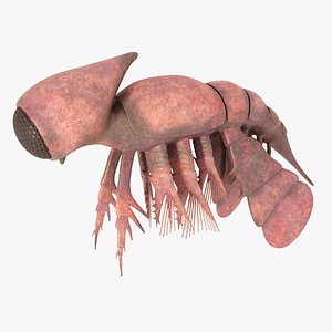 Cambropachycope