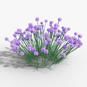 Allium schoenoprasum Forescate