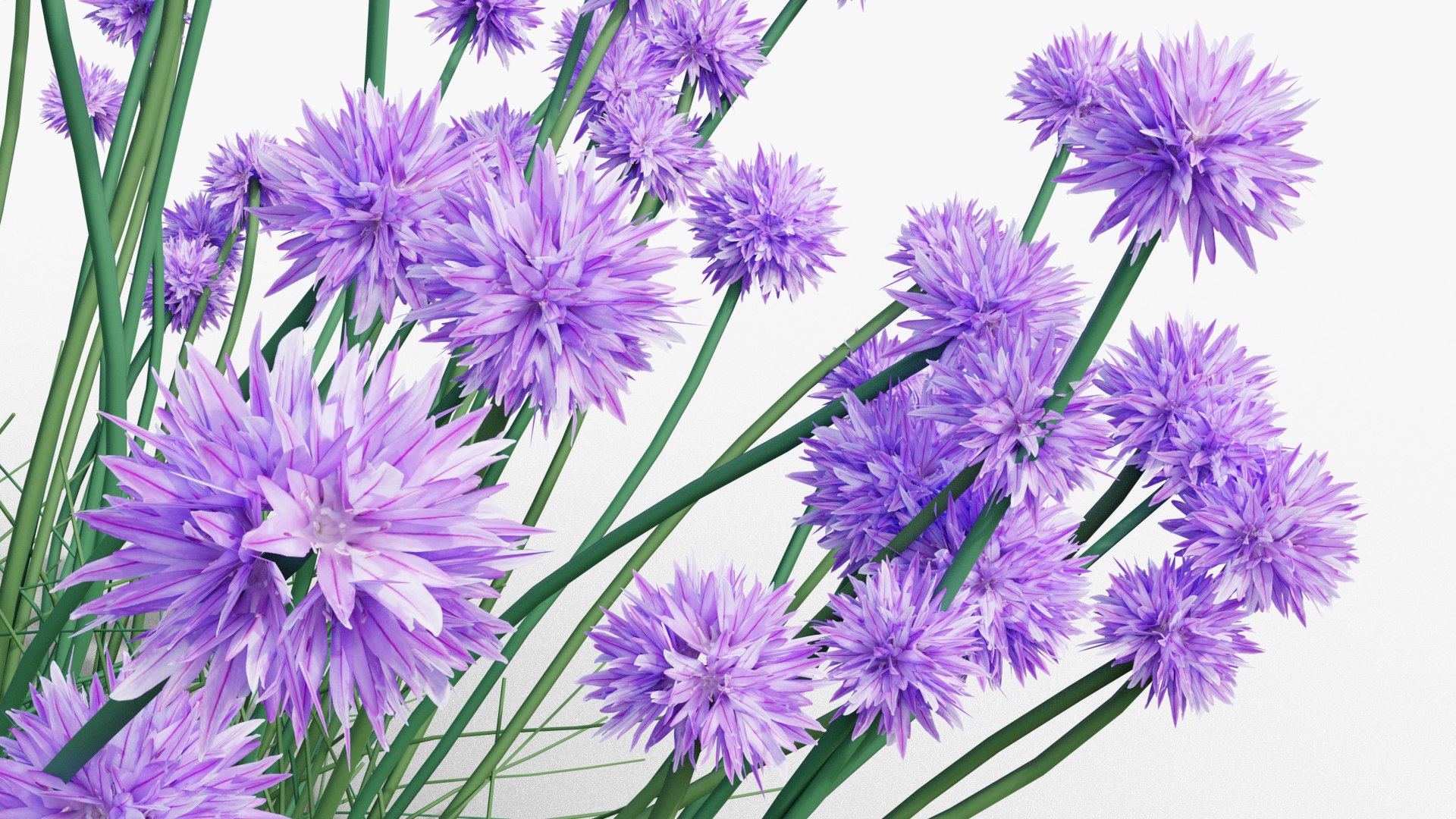 3D Perennial Border Collection - Salvia, Echinacea, Iris, Coreopsis, Brunnera and Allium Garden Plants https://p.turbosquid.com/ts-thumb/ve/x2NpHo/xR/render0005copy/png/1792325490/1920x1080/fit_q87/390aab817ee6d0e980d1893ae00bceecee146478/render0005copy.jpg