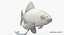 Goldfish (Animated)