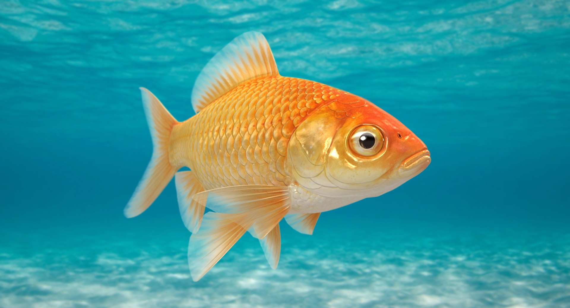 goldfish animation model https://p.turbosquid.com/ts-thumb/ve/zEkju8/1DMneB2P/15/jpg/1492546371/1920x1080/fit_q87/dcf41fc95cc9ed874842aa8f09b6083fb82af676/15.jpg