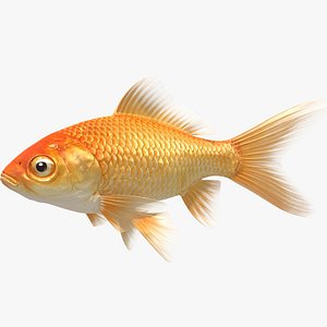 Goldfish (Animated)