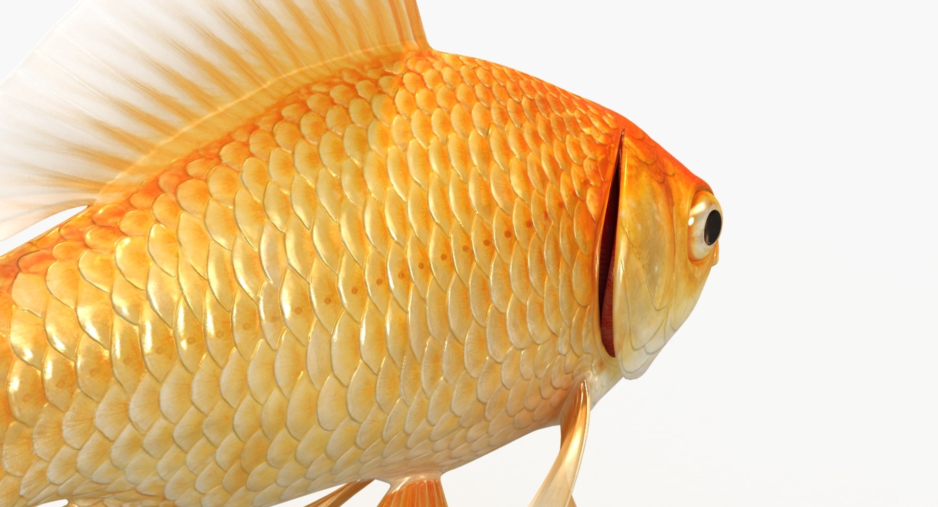 goldfish animation model https://p.turbosquid.com/ts-thumb/ve/zEkju8/BDZ59iS6/12/jpg/1492546371/1920x1080/fit_q87/f1268a9e9f24b9180b6b94552bca84d65bc8f489/12.jpg