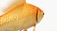 Goldfish (Animated)