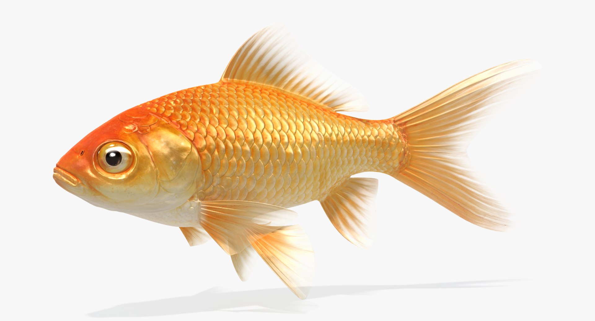 goldfish animation model https://p.turbosquid.com/ts-thumb/ve/zEkju8/JWaOS3jF/ttar3/jpg/1492546371/1920x1080/fit_q87/1f672ec35e5c74397cc8d185a690140e89104a46/ttar3.jpg