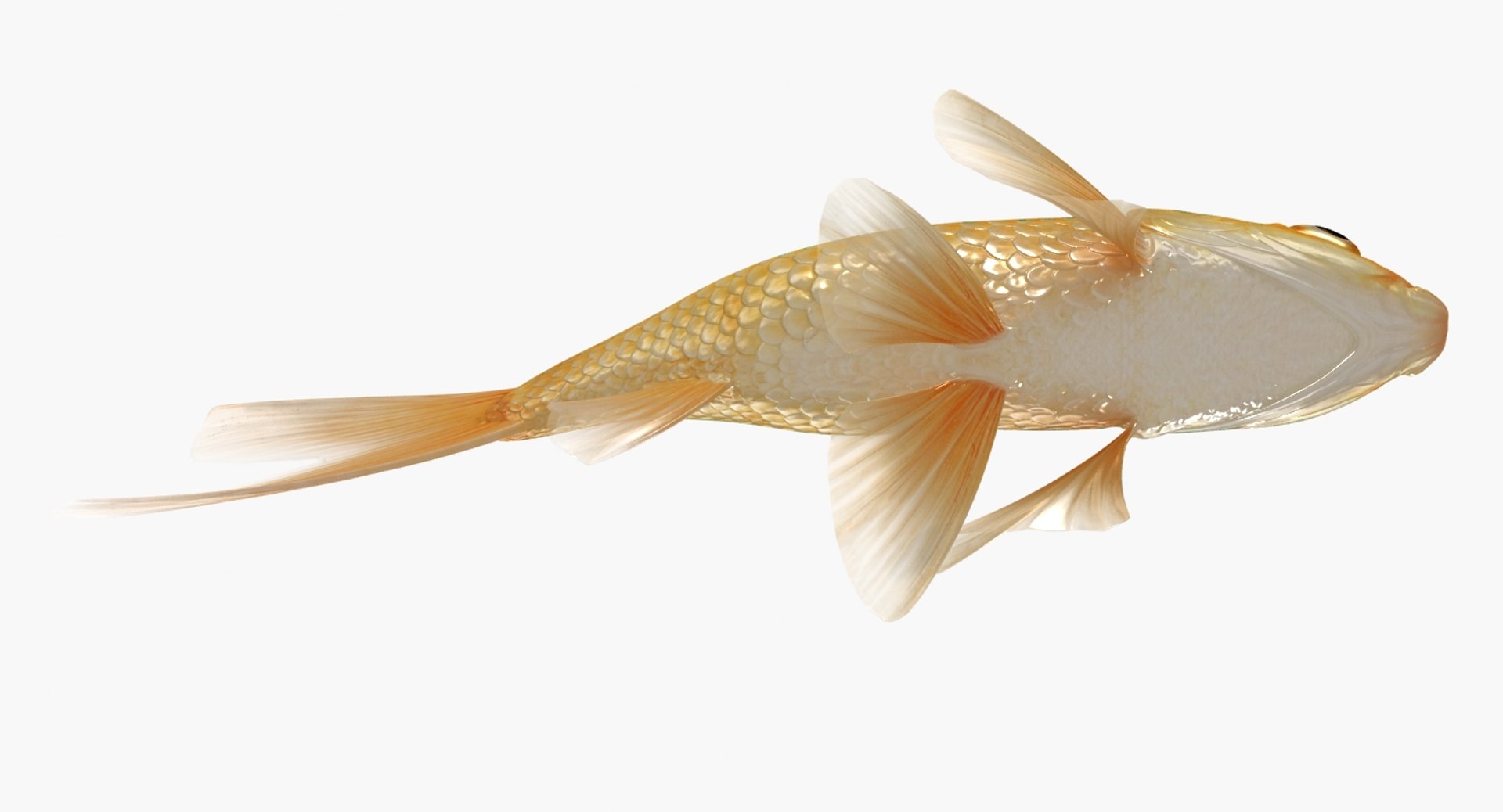 goldfish animation model https://p.turbosquid.com/ts-thumb/ve/zEkju8/SdfCxCL4/9/jpg/1492546371/1920x1080/fit_q87/a6b15745f3d3e8aa9d70a3460f3f4609ad3dbee4/9.jpg