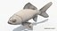 Goldfish (Animated)