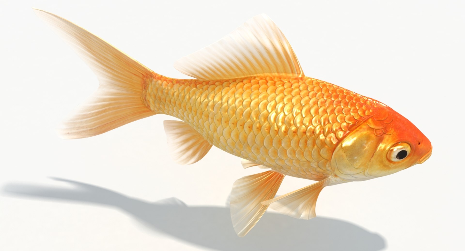 goldfish animation model https://p.turbosquid.com/ts-thumb/ve/zEkju8/WfbSZlYS/10/jpg/1492546371/1920x1080/fit_q87/0ad9d0d3a68d5a935a0637ad71990ccff7a33dc4/10.jpg