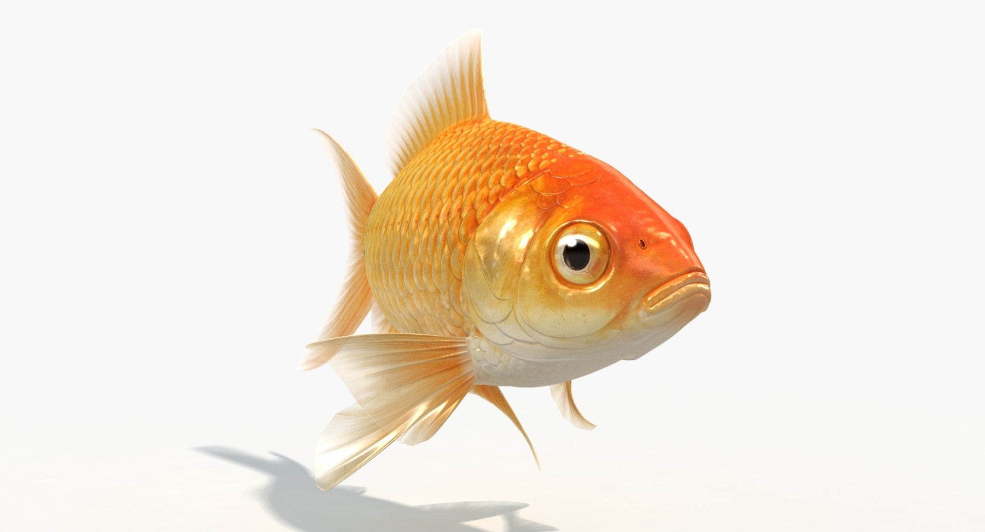 goldfish animation model https://p.turbosquid.com/ts-thumb/ve/zEkju8/ZTTTYJDZ/8/jpg/1492546371/1920x1080/fit_q87/e4bedb1a35dd5802c804016623d10df3a2c44b08/8.jpg