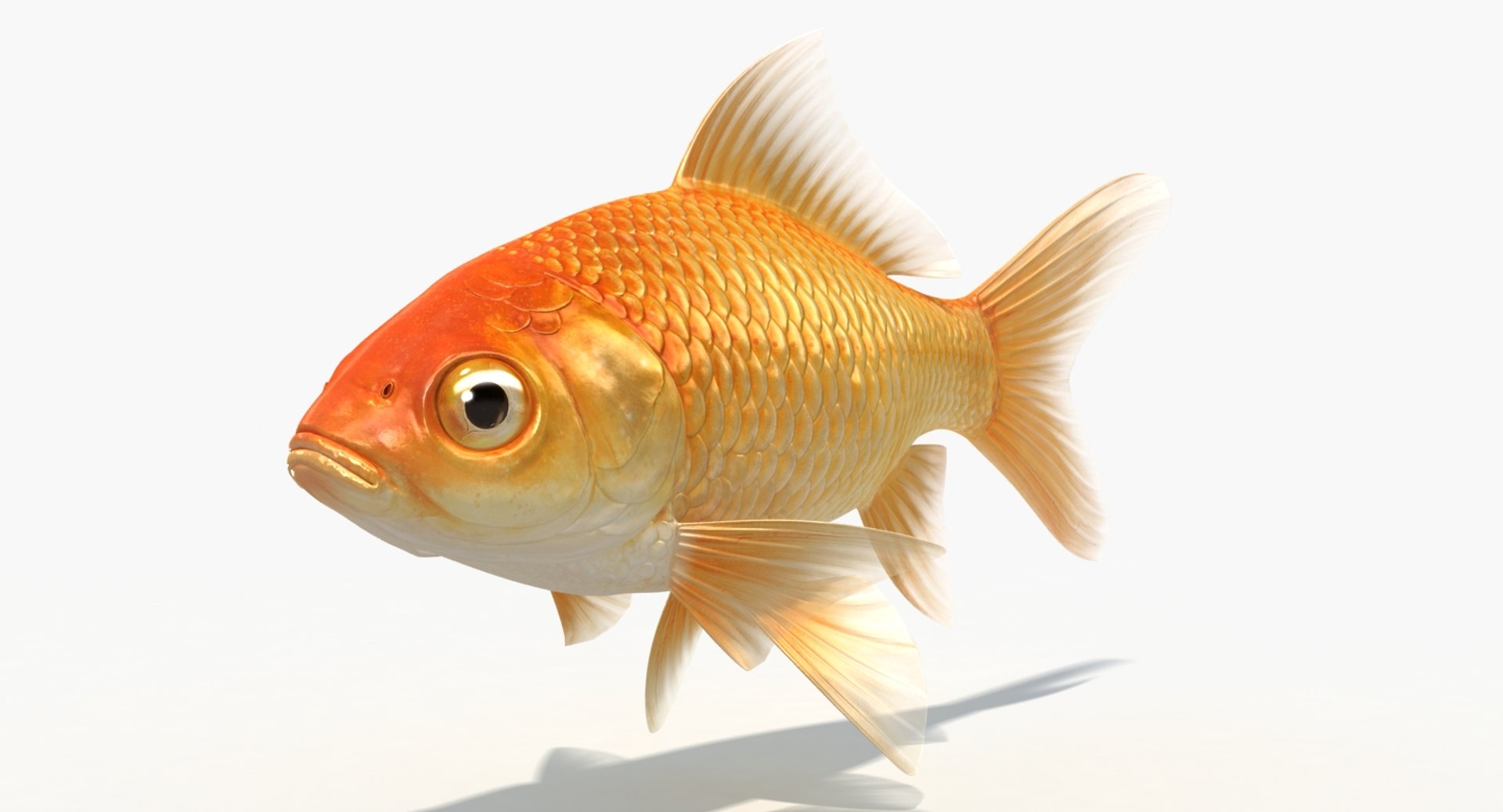 goldfish animation model https://p.turbosquid.com/ts-thumb/ve/zEkju8/ZuX1BHjQ/1/jpg/1492546371/1920x1080/fit_q87/047c59ba5b3db3d5d6b8f01a51d356cabb276b4e/1.jpg