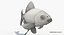 Goldfish (Animated)