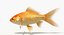 Goldfish (Animated)