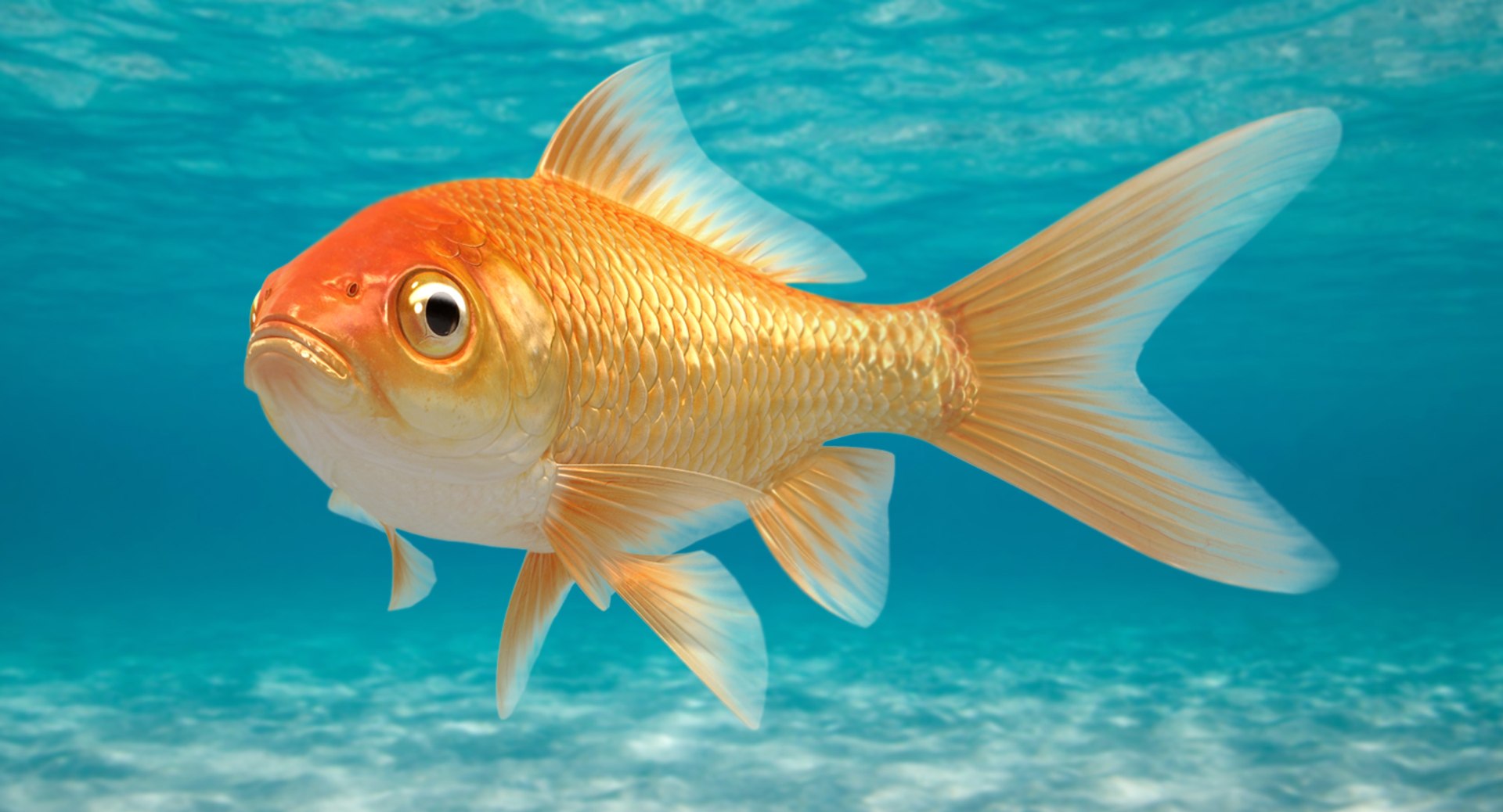 goldfish animation model https://p.turbosquid.com/ts-thumb/ve/zEkju8/djg8tCZ1/16/jpg/1492546371/1920x1080/fit_q87/f873587eb2c982fc80521c5a804b906e88a5745d/16.jpg